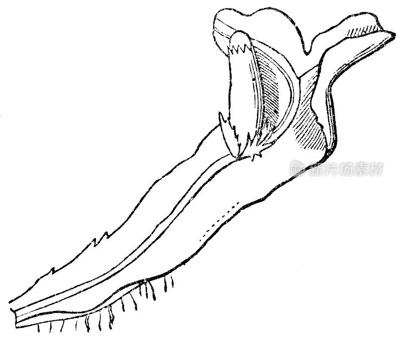 带叶植物(Pallavicinia Lyellii)叶子上的孢子囊- 19世纪